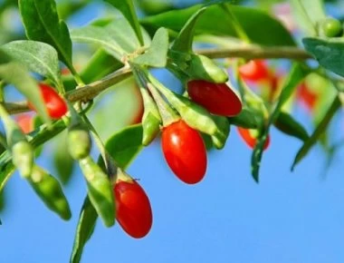 Τι πρέπει να τρως για να φτάσεις τα 100 χρόνια;